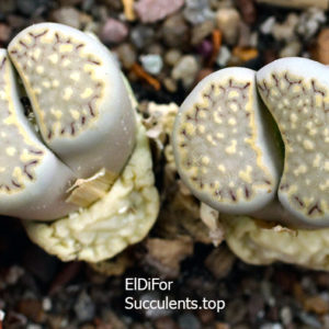 насіння lithops halli ochracea seeds