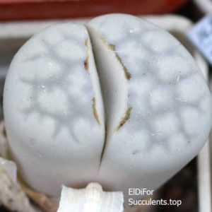 насіння lithops julii C297 seeds