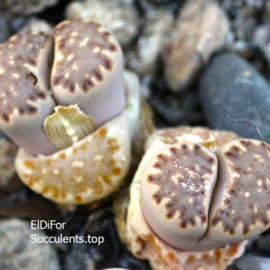 насіння lithops julii fulleri seeds