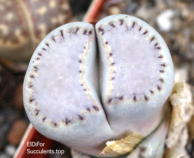 насіння Lithops julii Milky windows seeds