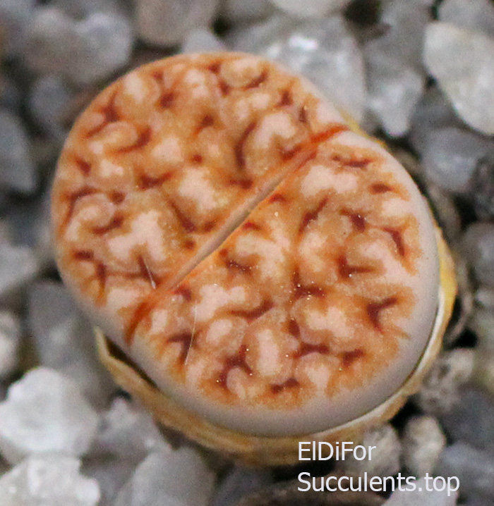 Lithops Karasmontana cv 'Wrinkle Freddy' seeds