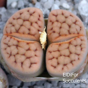 насіння lithops karasmontana C227 seeds