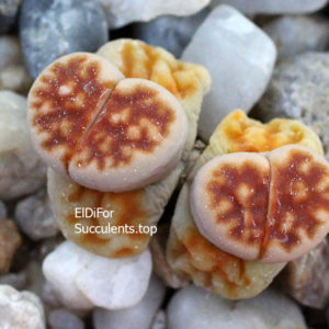 насіння lithops karasmontana lateritia seeds
