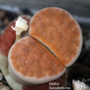 насіння lithops karasmontana Lateritia seeds