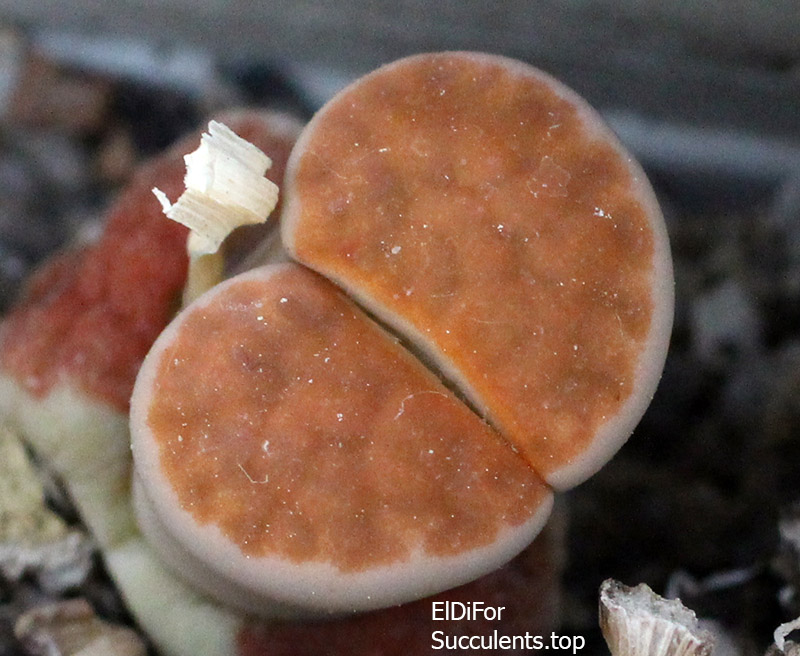 насіння lithops karasmontana Lateritia seeds