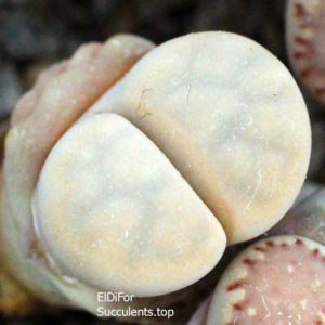 насіння lithops karasmontana opalina seeds