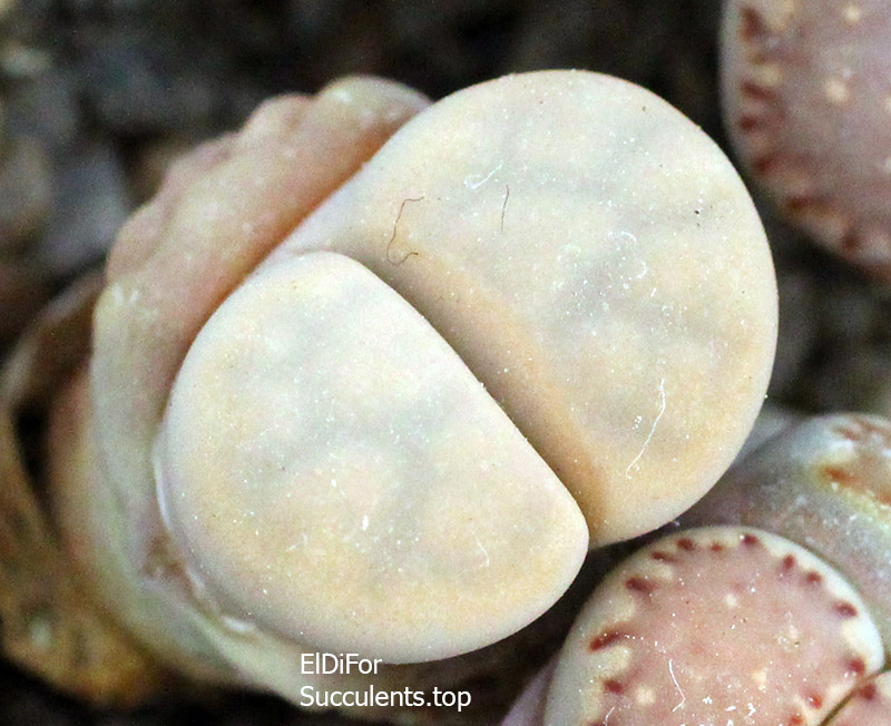 насіння lithops karasmontana opalina seeds