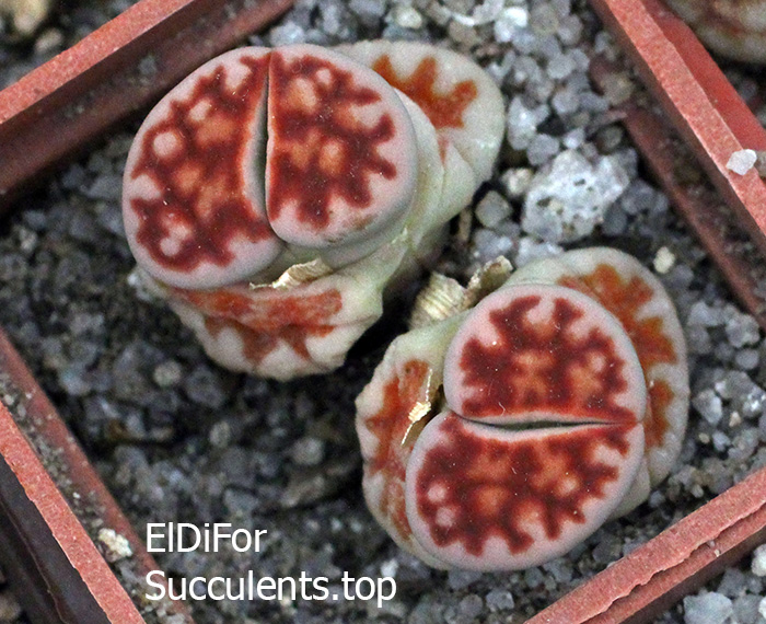 насіння lithops karasmontana selection seeds