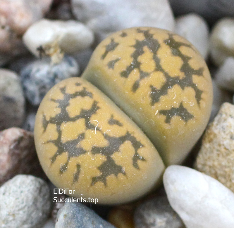насіння lithops karasmontana C143A seeds