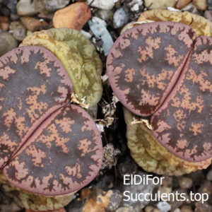 насіння lithops lesliei best seeds