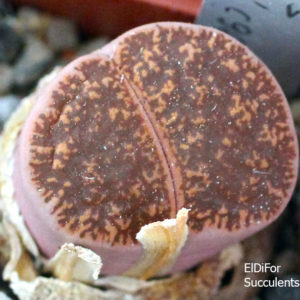 насіння lithops lesliei C96 SY seeds