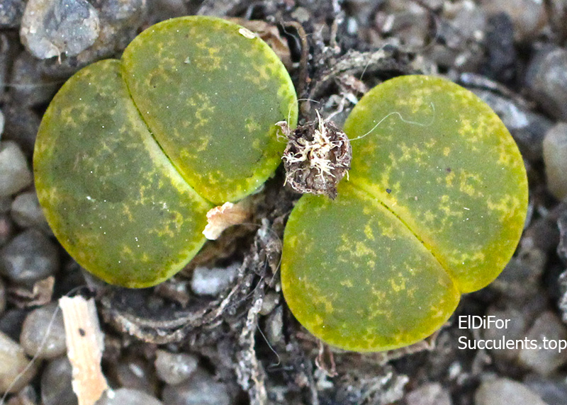 насіння lithops lesliei Albinica seeds