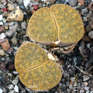 насіння lithops lesliei albinica Koehres seeds