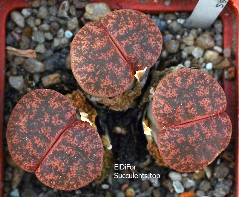 насіння lithops lesliei C6 seeds