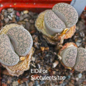 насіння lithops localis seeds