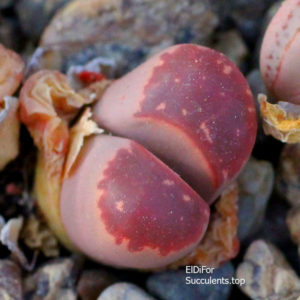 насіння lithops olivacea cv Red olive seeds