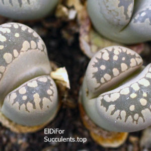 насіння lithops otzeniana ex horn seeds