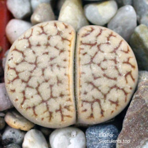 насіння lithops pseudotruncatella C67 seeds