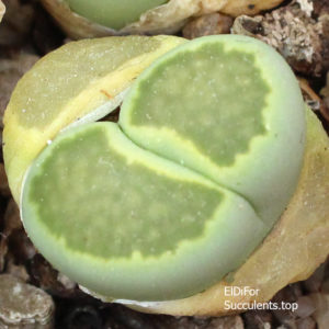 насіння salicola malachite seeds