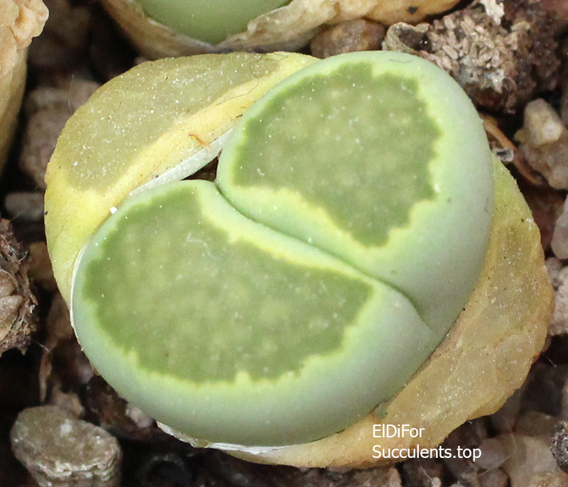насіння salicola malachite seeds