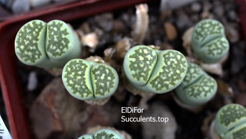 насіння lithops salicola malachite x fuller green seeds