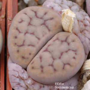 насіння lithops schwantesii rugosa Panarotto seeds