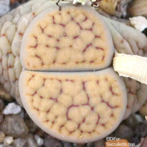 насіння lithops schwantesii martae seeds
