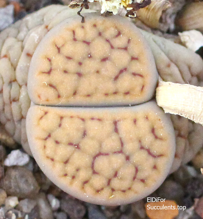 насіння lithops schwantesii martae seeds