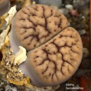 насіння lithops schwantesii urikosensis seeds