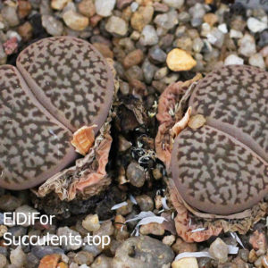 насіння lithops turbiniformis Dabneri seeds