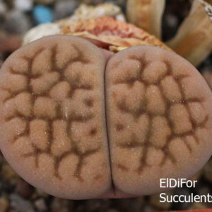 насіння lithops turbiniformis Lutea seeds