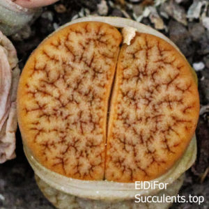 насіння lithops vallis-mariae C60 x lit. seeds