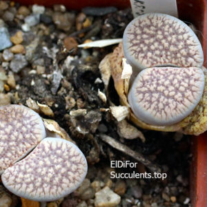 насіння lithops verruculosa glabra seeds