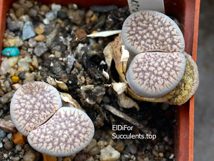 насіння lithops verruculosa glabra seeds