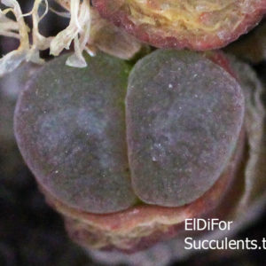 насіння conophytum sp red seeds