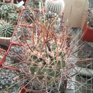 Lobivia  ferox v. longispina KH249 -cube-8cm-