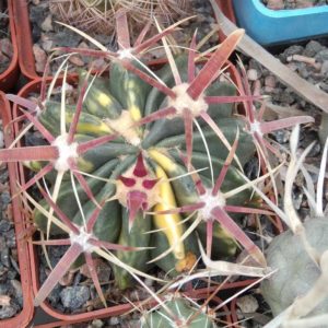 Ferocactus  latispinus f. variegata - rare- cube-7cm-