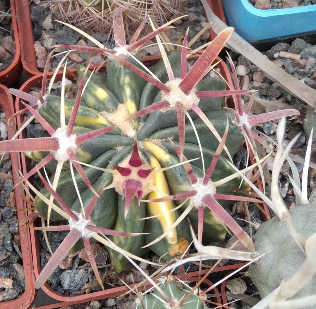 Ferocactus  latispinus f. variegata - rare- cube-7cm-