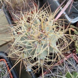 Ferocactus  glaucescens -MG- cube-8cm- hard culture-