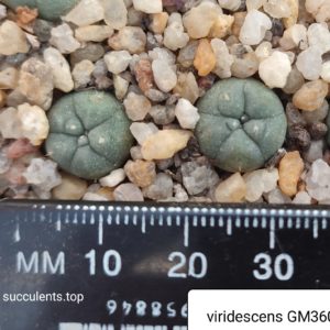 lophophora viridescens GM360
