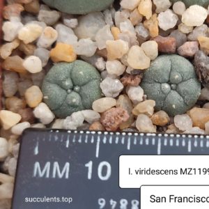 lophophora viridescens MZ1199 San Francisco