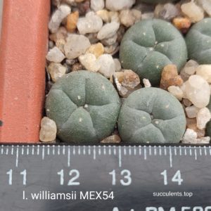 lophophora williamsii MEX54