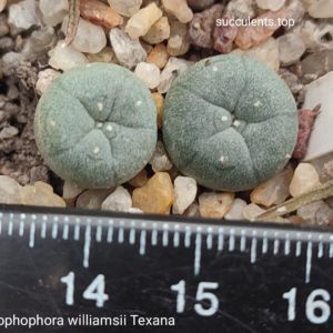 lophophora williamsii texana