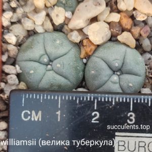 lophophora williamsii велика туберкула