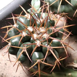 Discocactus nigrisaetosus HU448 -щеплення-