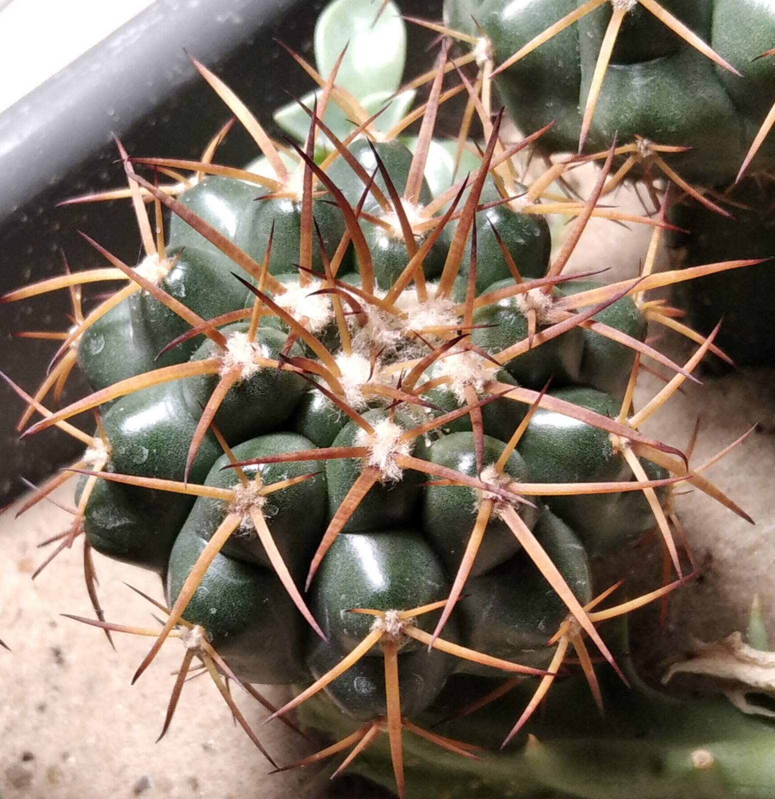 Discocactus nigrisaetosus HU448 -щеплення-