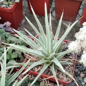 Agave stricta -Japan-mini-