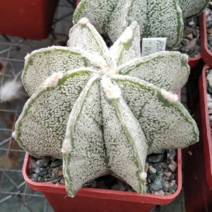 Astrophytum niveum 'Weisse Stachel' -Koehres-