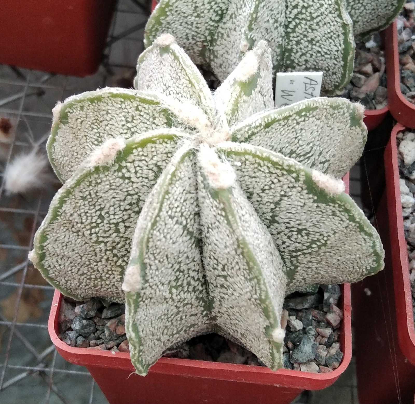 Astrophytum niveum 'Weisse Stachel' -Koehres-