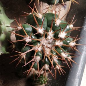 Discocactus nigrisaetosus HU448 -щеплення-